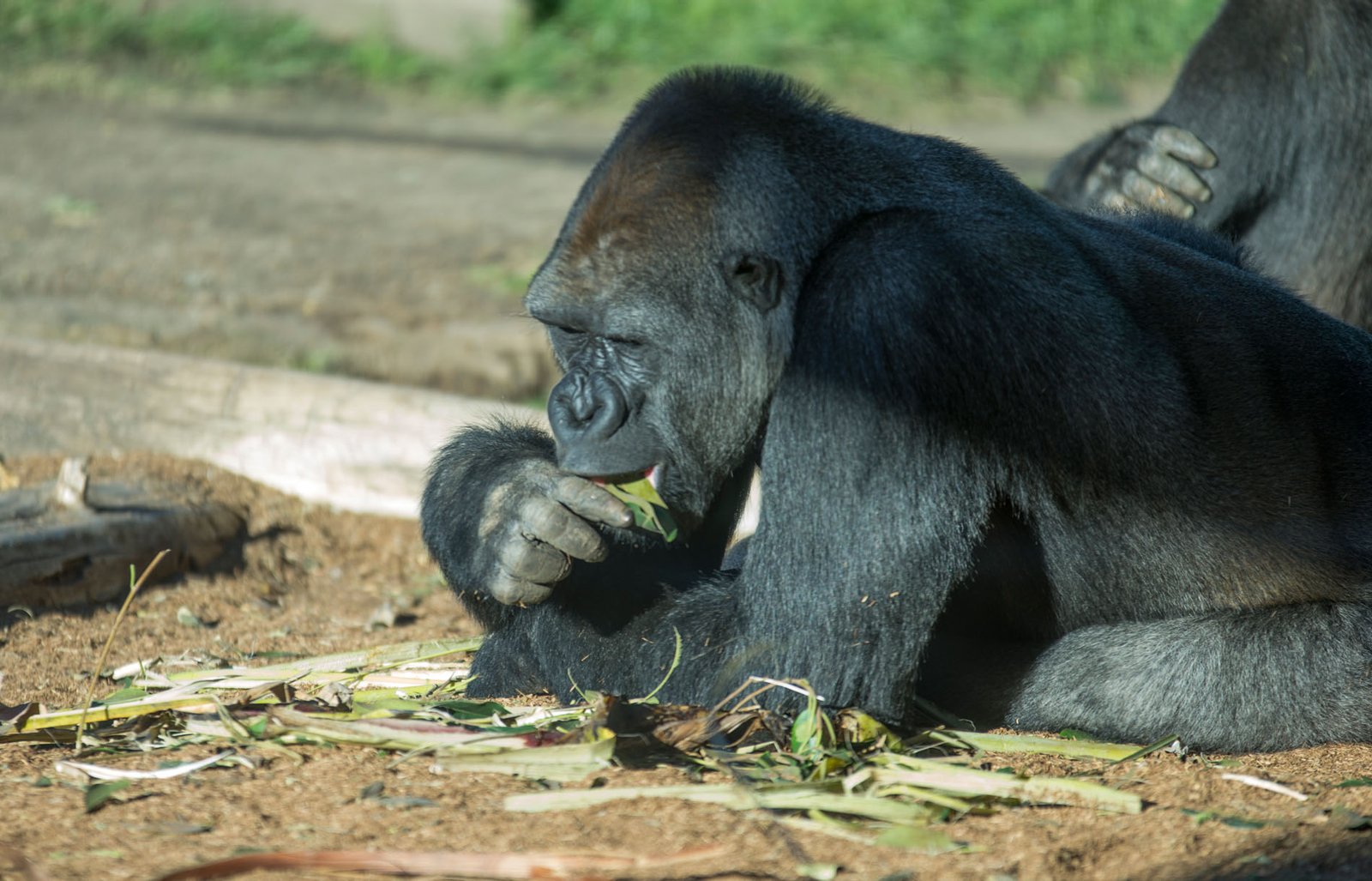 San Diego Zoo Part I 147